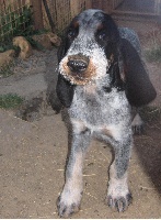 Gaspard le bleu