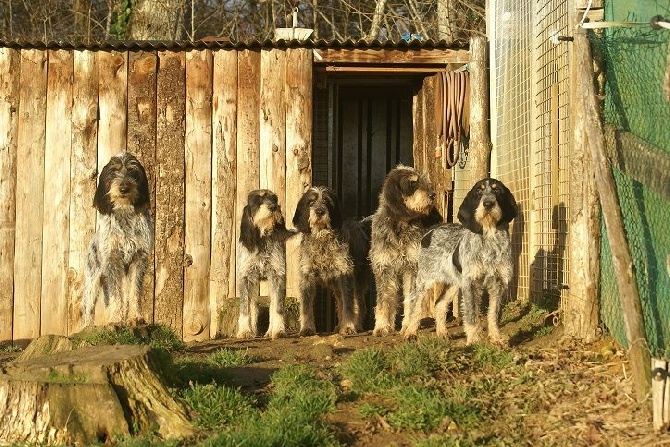 du chataignier du diable - Des chiots ? Mais quels chiots ???