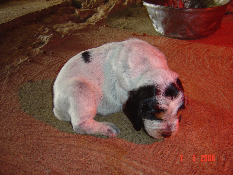 les chiots de Broussaille