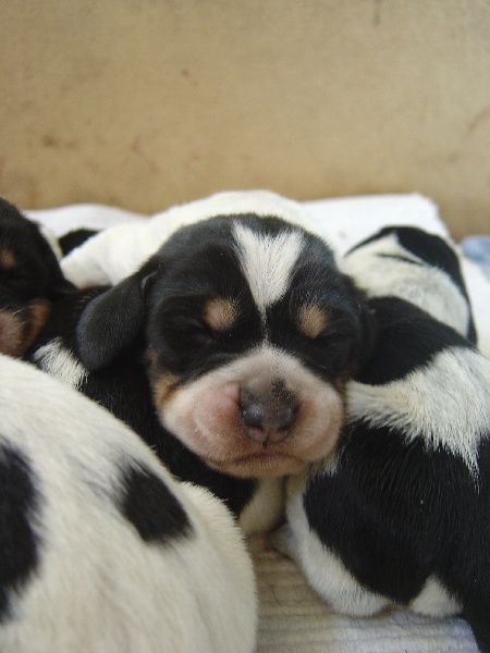 Chiot Griffon bleu de Gascogne du chataignier du diable